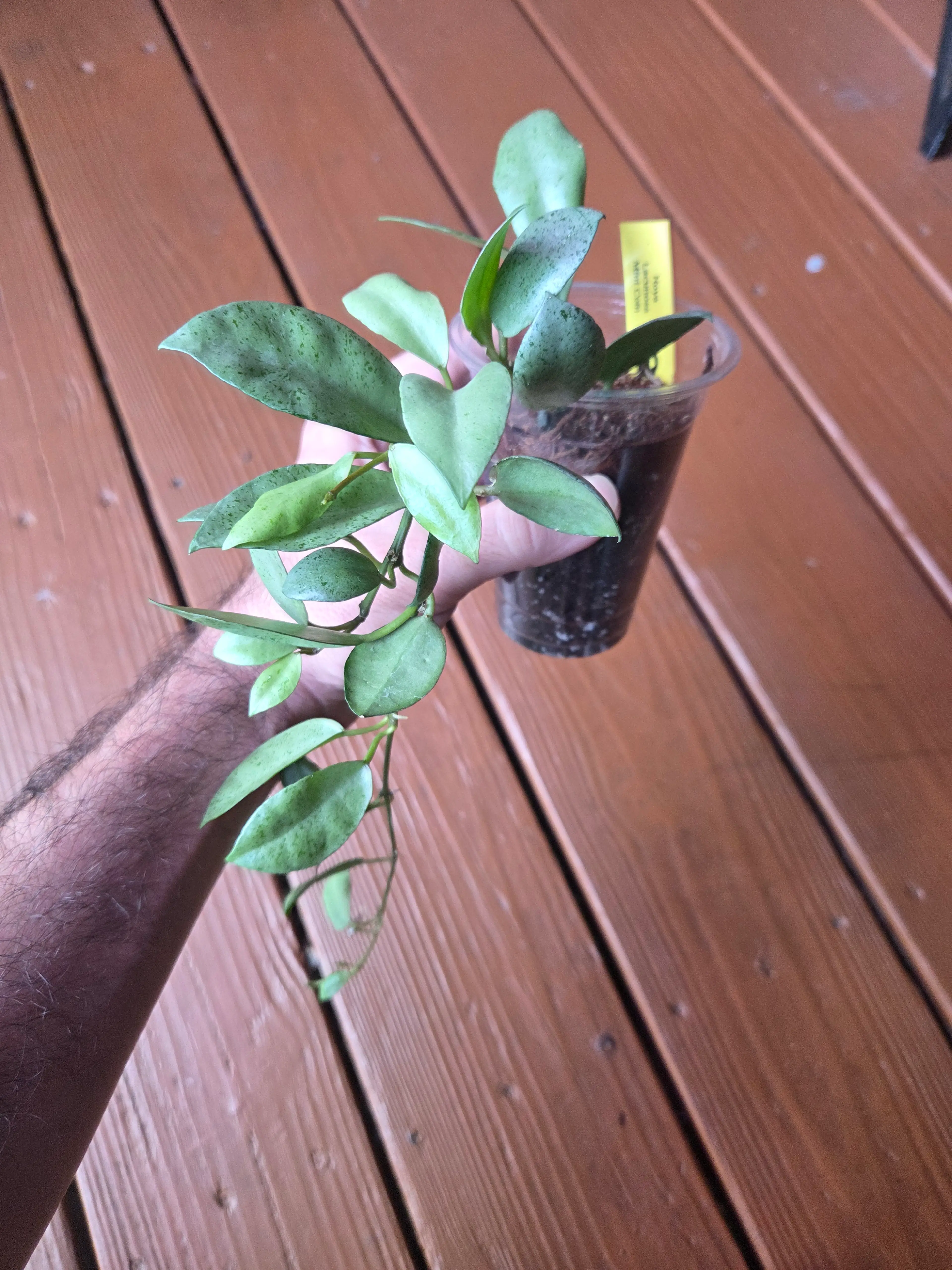 Image 2 of 2