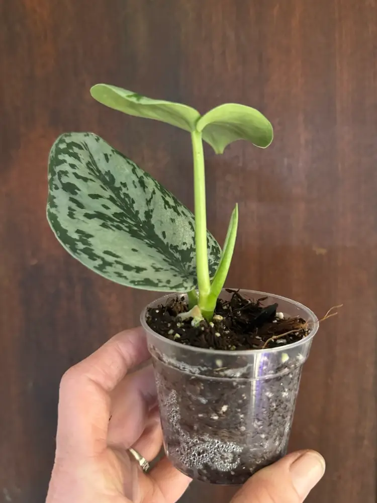 ‘Silver Lady’ Scindapsus