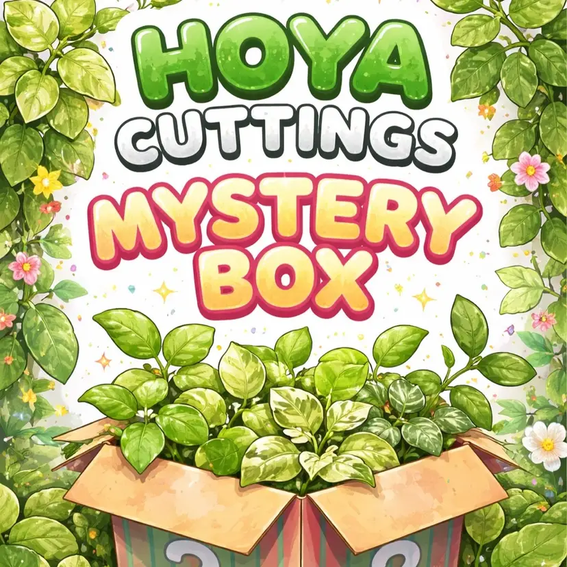 3 Mystery Hoya Cuttings