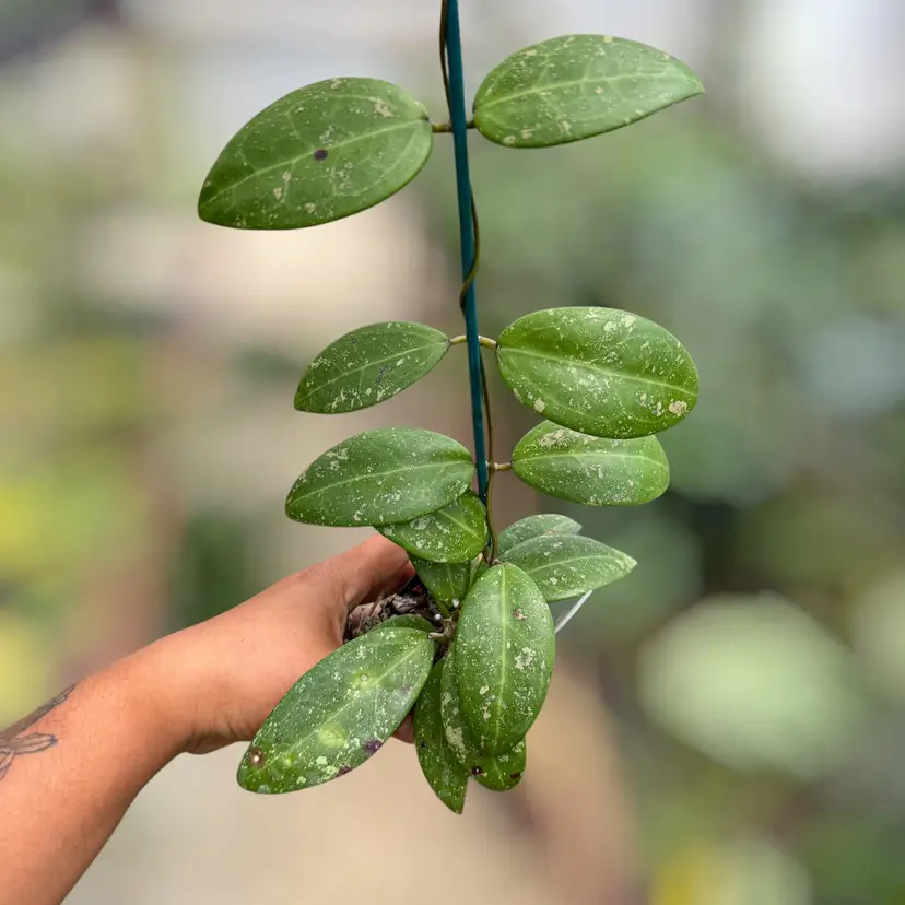 PS0041 - verticillata (heart leaf, splash) X