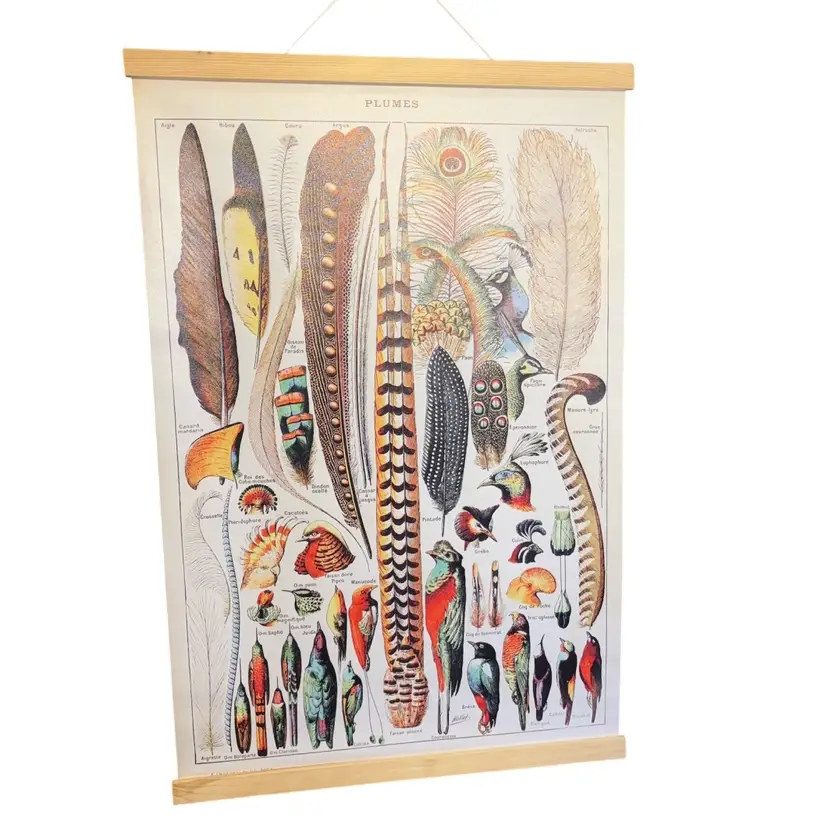 1909 Illustration "Plumes" (Feathers) by French illustrator Adolphe Millot On Canvas 30.5L 20W