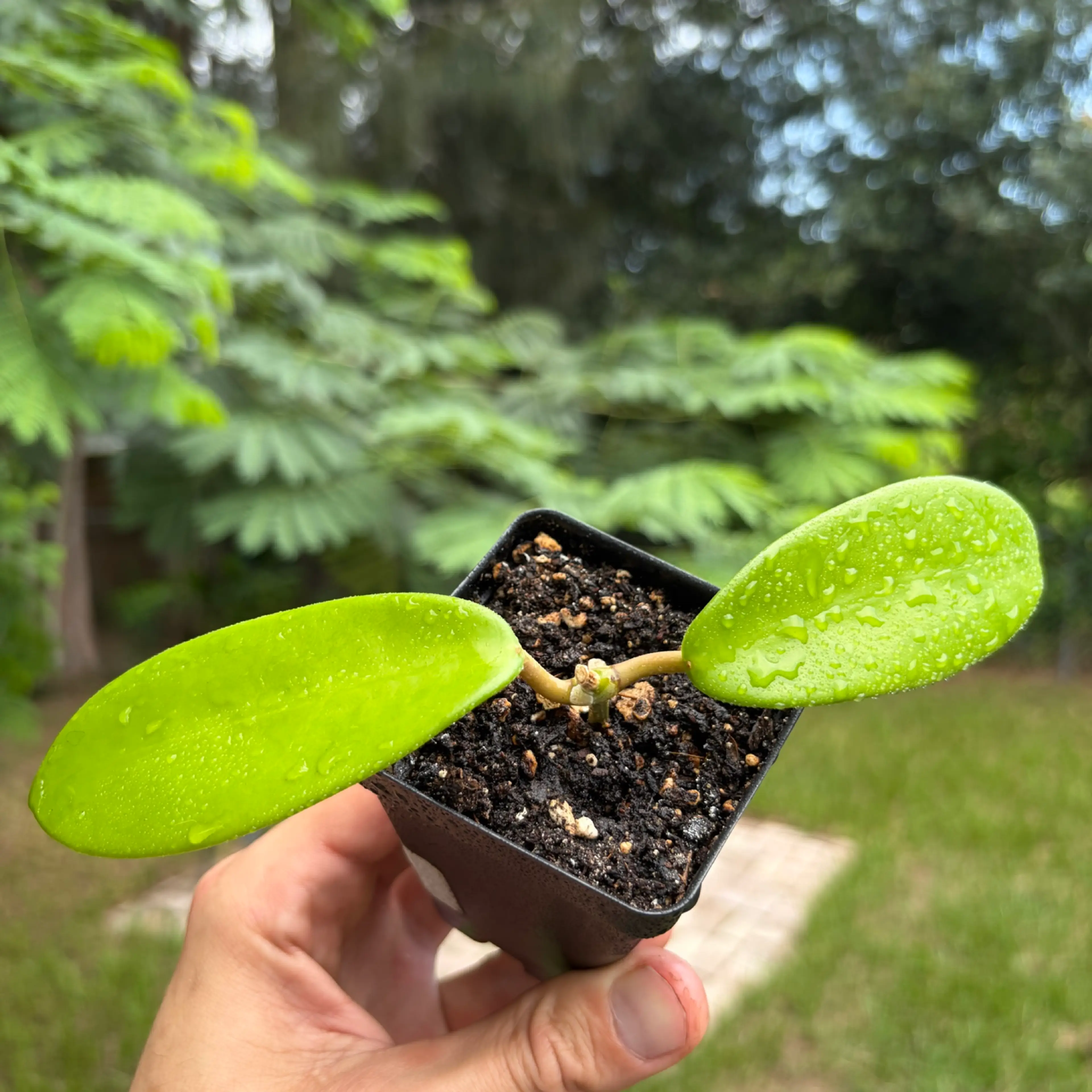 Image 2 of 3