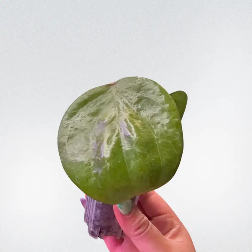 Hoya balaensis