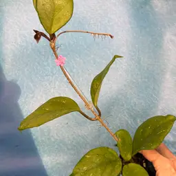 396 Hoya fungii x Hoya pubicalyx ‘Royal Hawaiian Purple’ *with peduncle*