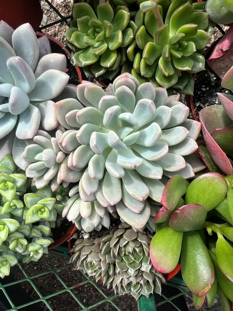 Succulent Greenhouse 