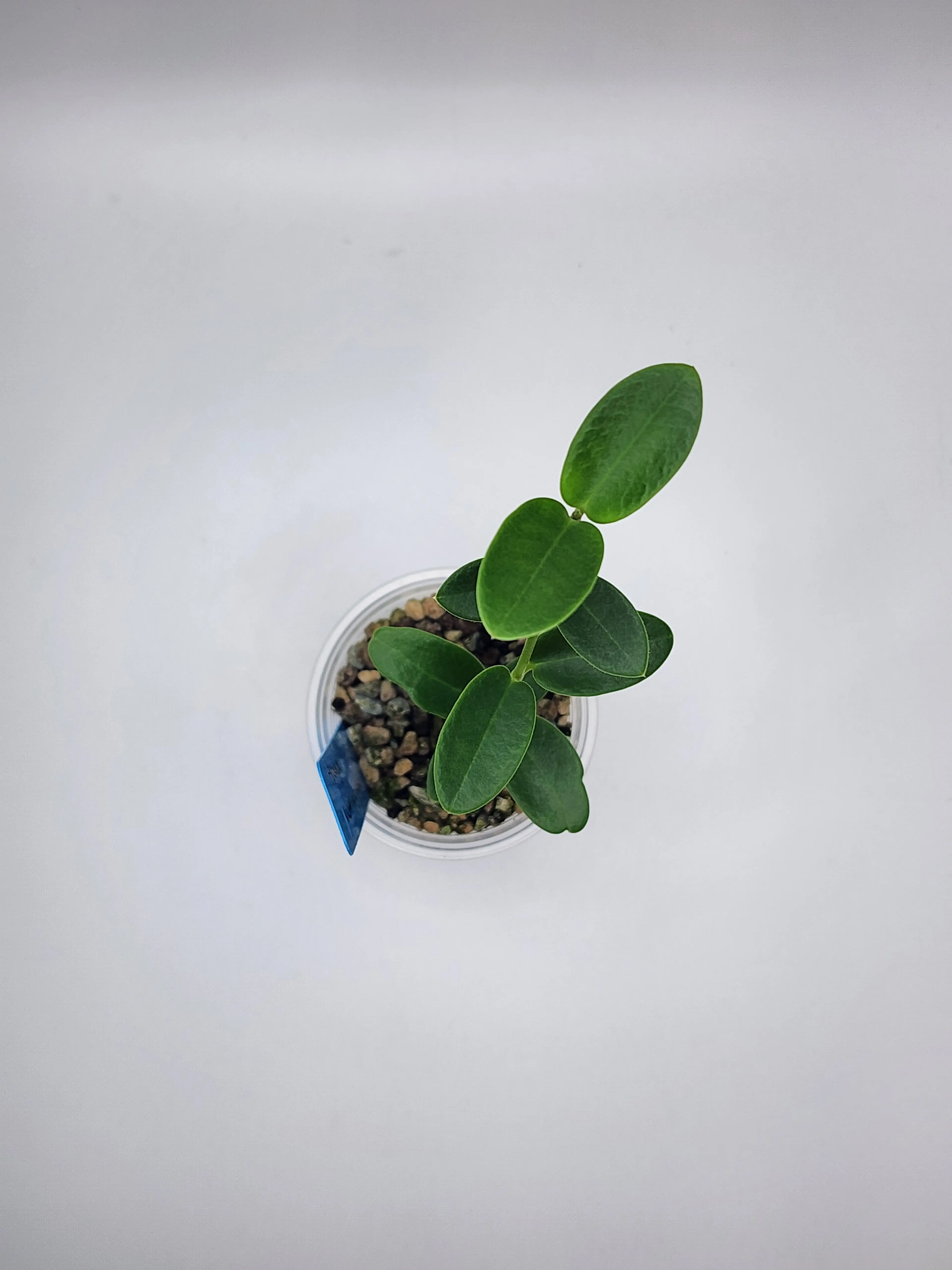 Image 2 of 2
