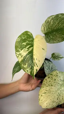 Monstera mint 4”