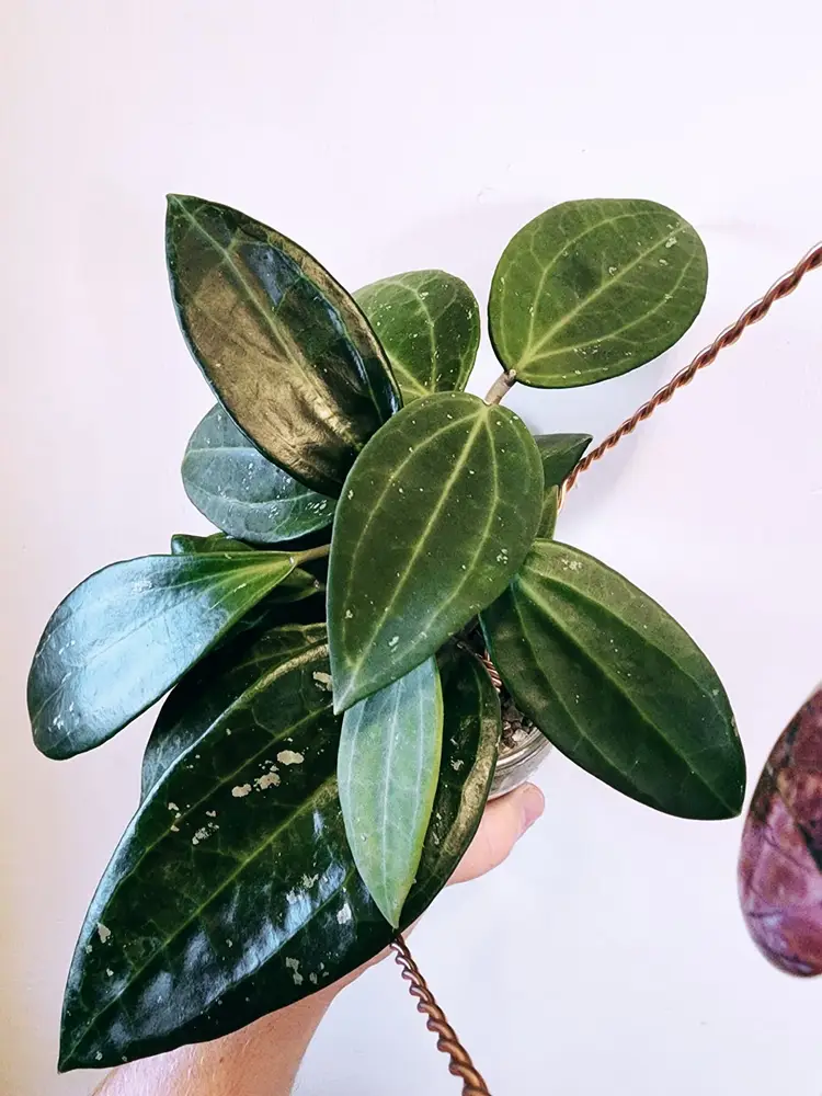 Prop Box Confessions XI