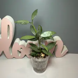 22 Lacunosa FN-11 ‘ABS01’