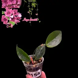 154 Hoya Dennissii