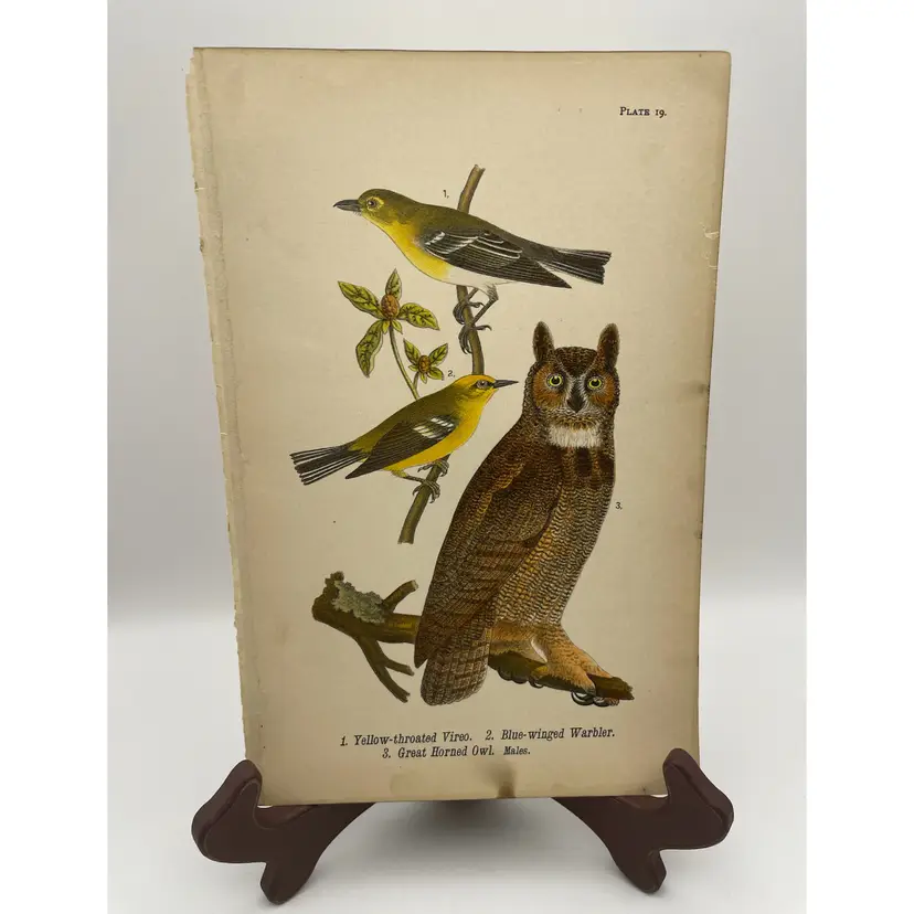 “Yellow-throated Vireo/Blue-winged Warbler/Great Horned Owl, Males, c.1890, Color Plate Engraving, Plate 19, From An Antique Book