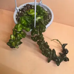H. Deep Green Compacta (w/one runner being variegated)