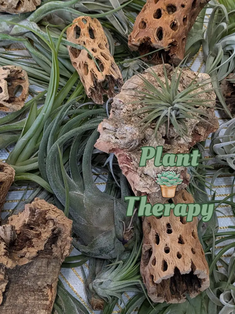 Plant Mounting & Tillandsia Arrangements 