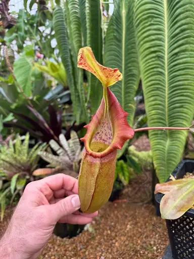 Nepenthes Auctions 3/14/26