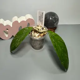 I10 ‘Rainy Man’ (Erythrina x Vittelinoides)