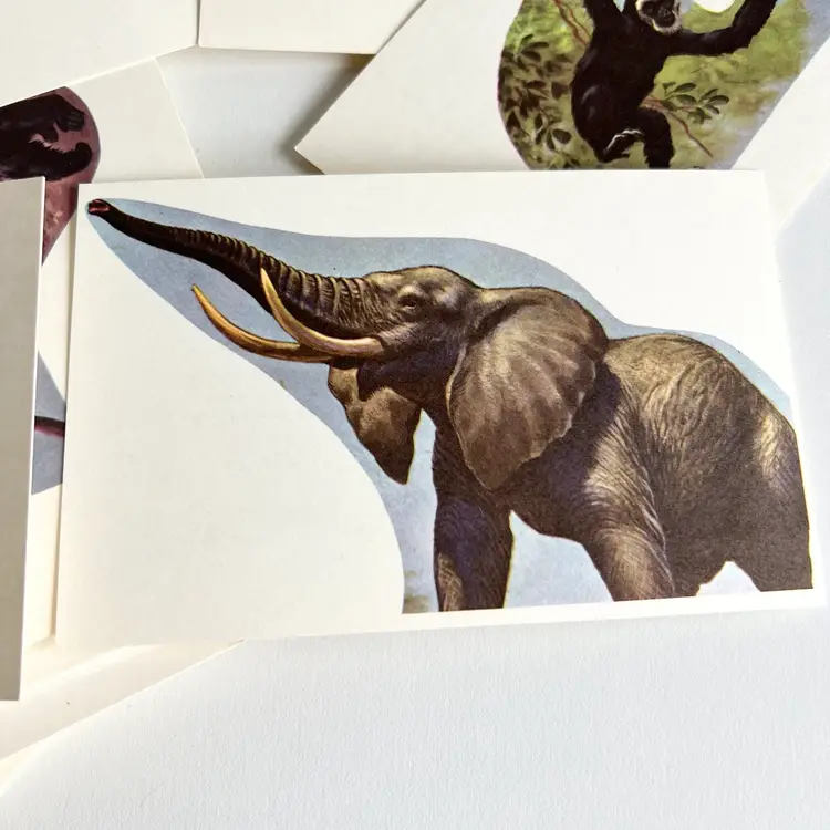 Know Your Animals Flashcards