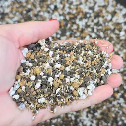 SMALL BAG Mexican Pinguicula Media Mix NEW FORMULA