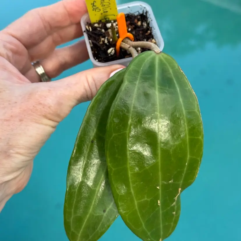 604 Hoya latifolia (formerly polystachya)