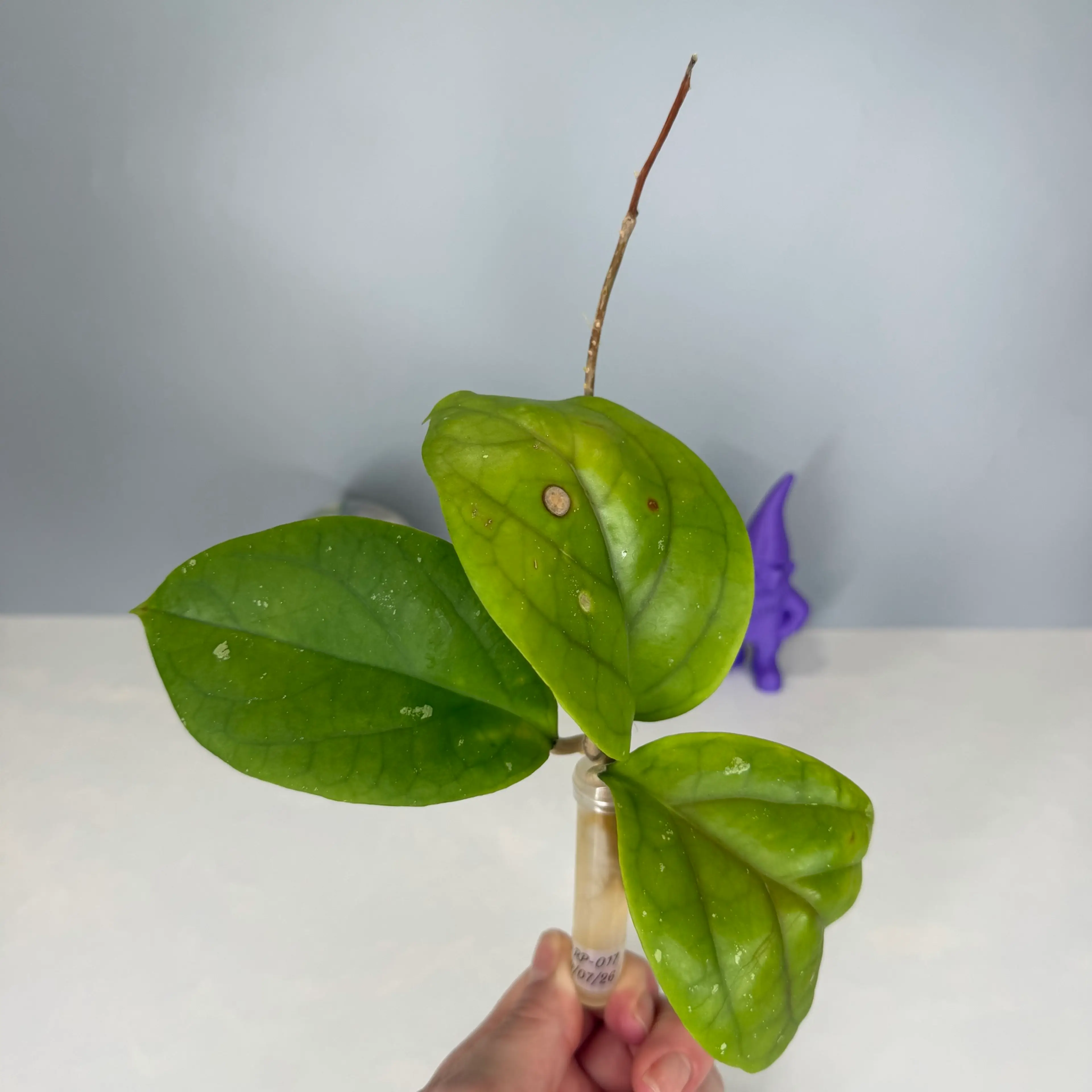 Image 2 of 3