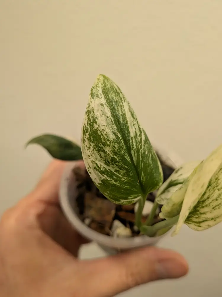 Scindapsus blue albo 0083