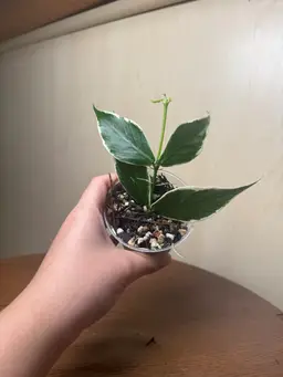 Outer Variegaged Hoya Polyneura