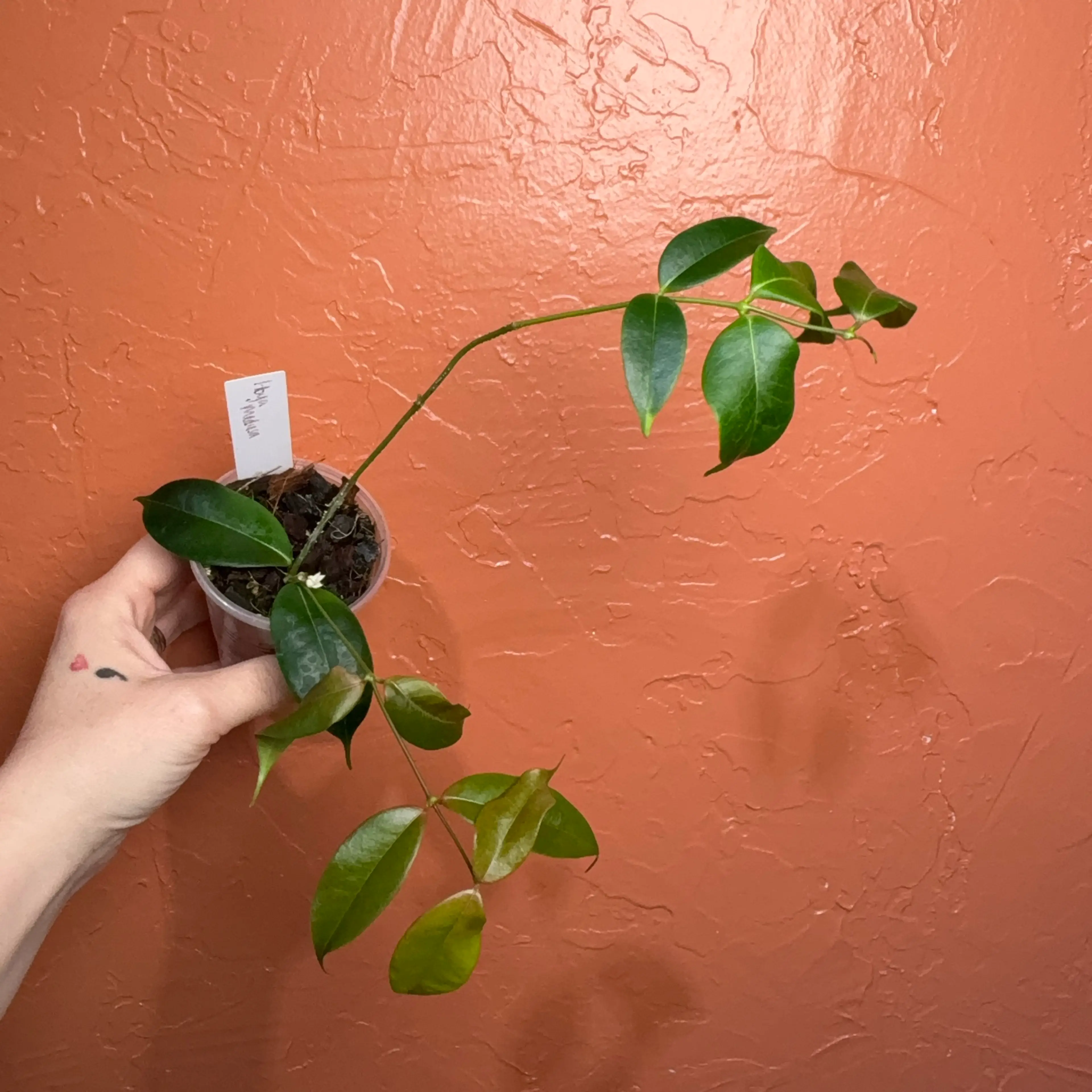 Image 3 of 4
