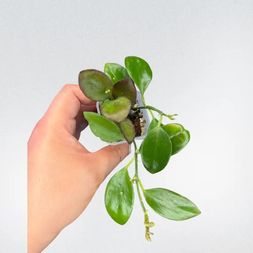 Hoya Collina (IR26)
