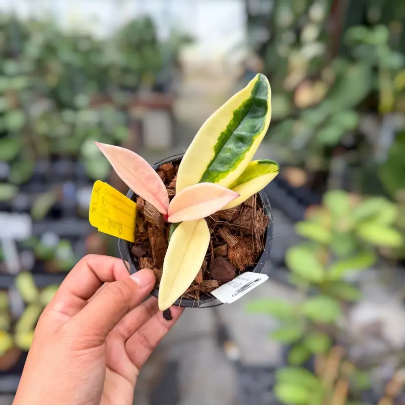 G - PS0454 - Hoya carnosa ‘Suzie Q’ (splash)