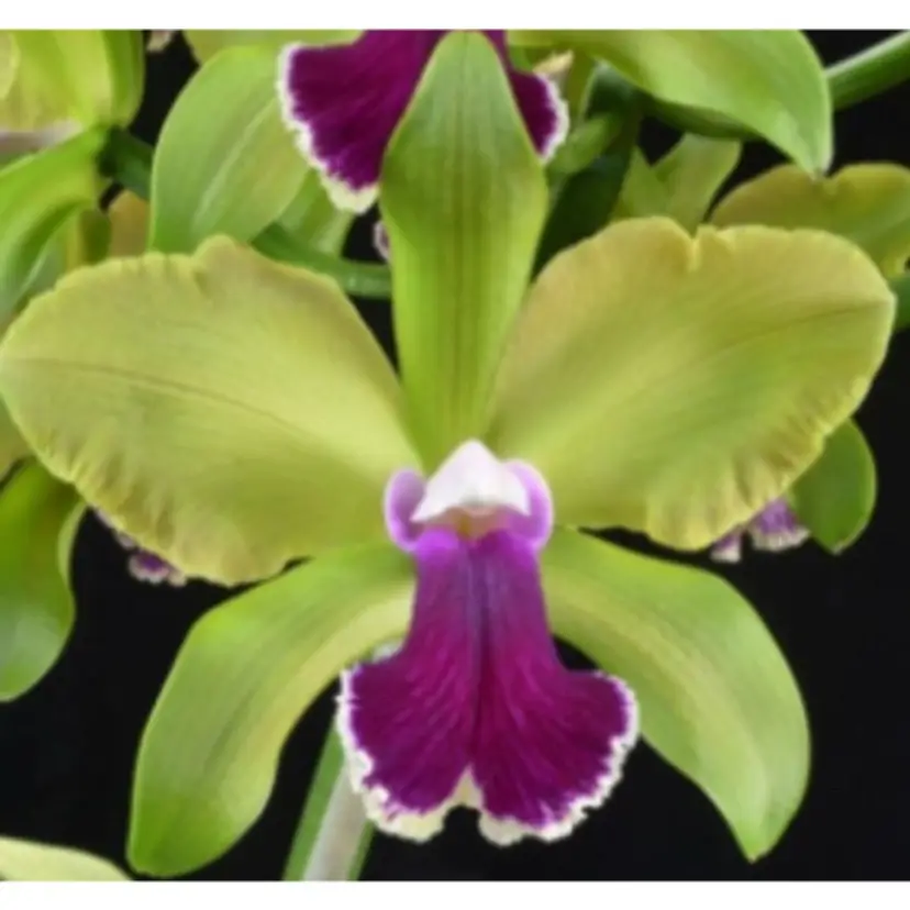 Rlc. Little Mike' Orchid Eros' FCC/AOS x self