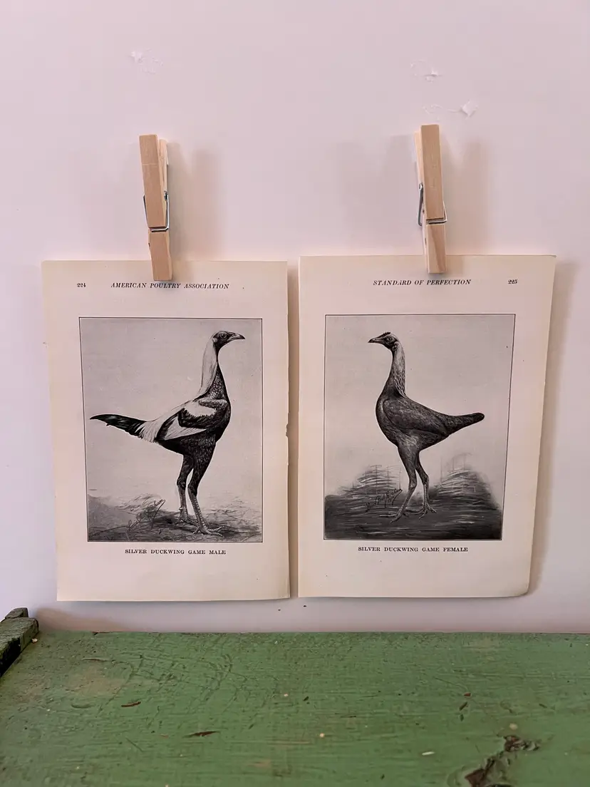 Vintage CHICKEN PRINTS Silver Duckwing Game Rooster & Hen. c1912. Farm House Ephemera
