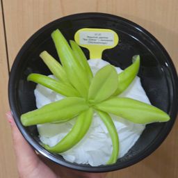 SC-25 Pinguicula gigantea "Red Salmon" x moranensis (Chichicastenago)
