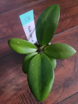 #13 Michelle Splash x unk