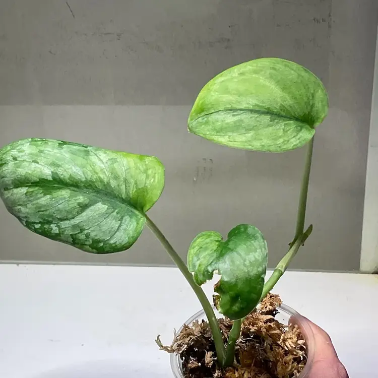 Scindapsus GOG Silver Cloud