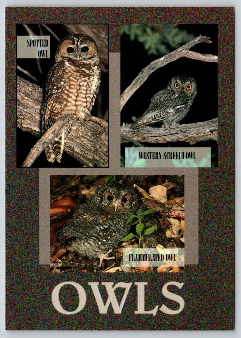 Postcard Owls of Arizona Spotted Owl Western Screech Owl Flammulated Owl Birds - 9728