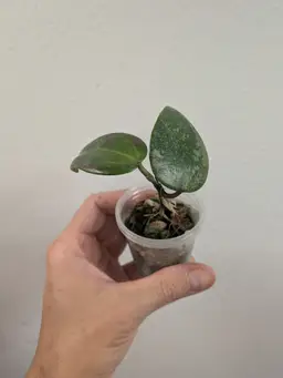 Hoya AH aurora (pink splash) 0073