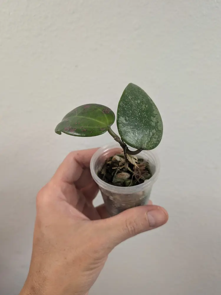 Hoya AH aurora (pink splash) 0073