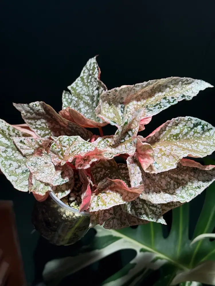 SATURDAY NIGHT LIVE - Plant Addition 🌱