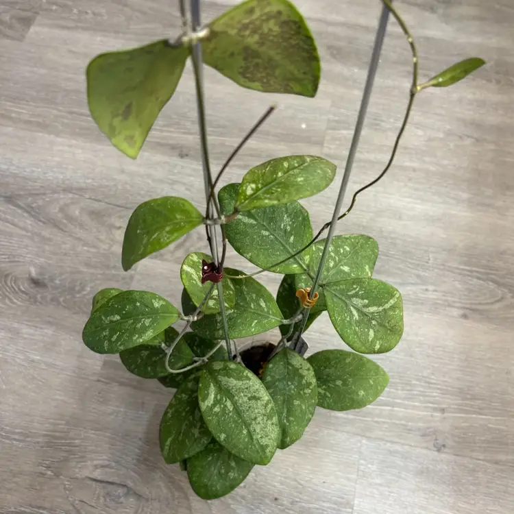 Hoya erythrostemma (splash)