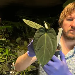 Kunyalense RA #4 X Bessea Aff