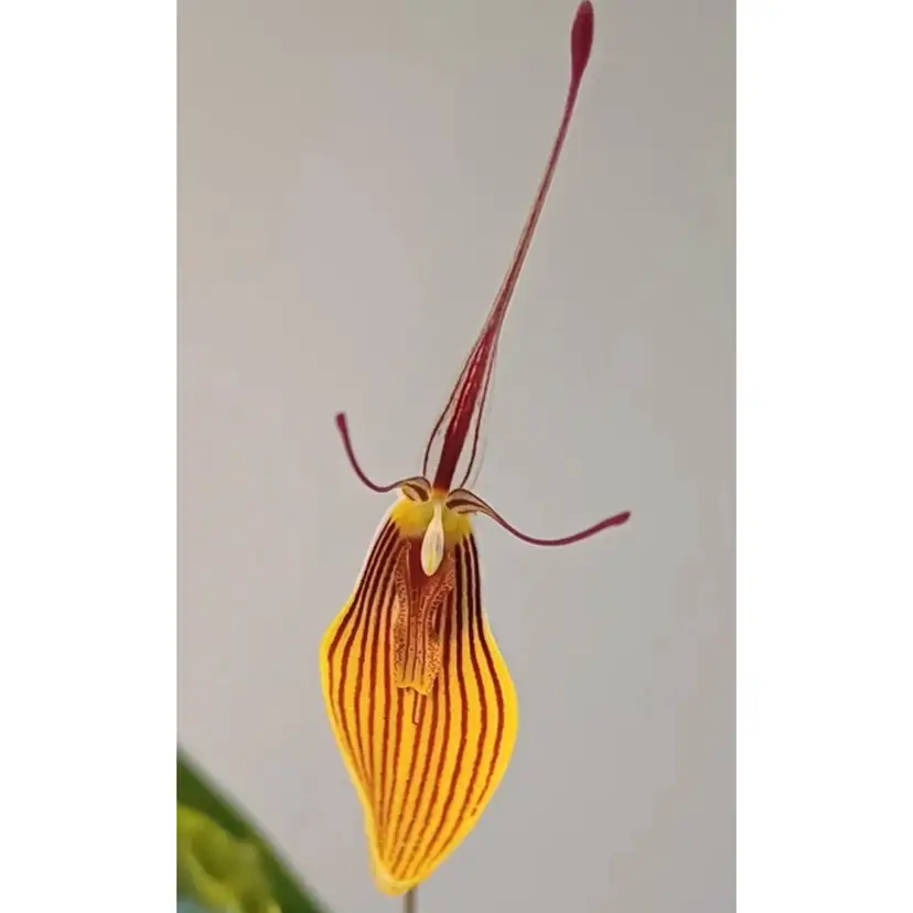 Restrepia brachypus