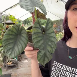 Alocasia
