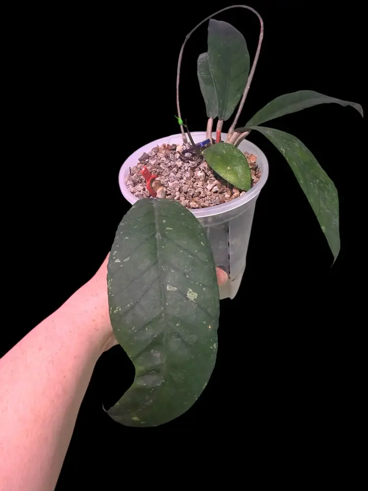 16-Hoya Sp Aceh Agusen, Big 5in Self Watering Pot, 2 Plants Rooted