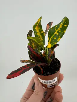 1090 | 2” Croton Mammey