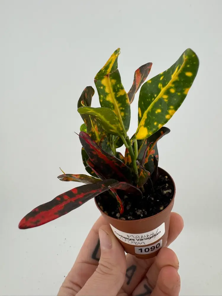 1090 | 2” Croton Mammey