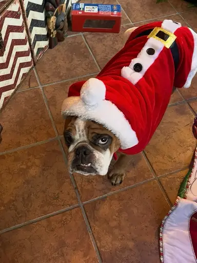 Rosey Invites You To The Christmas Extravaganza Part Two Lots Of Hallmark Ornaments, Lenox Waterford, Bells Waterford Angels Christmas Cookie Jars Fits And Floyd And Much Much More Come Stop By And Say Hello!!!