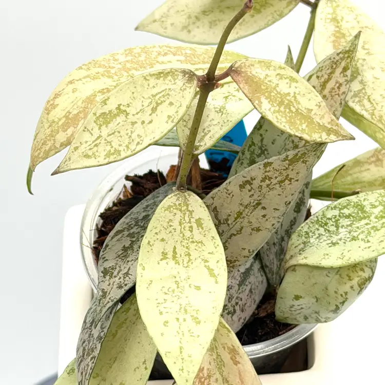 Hoya lacunosa laos silver + Bonus Cutting