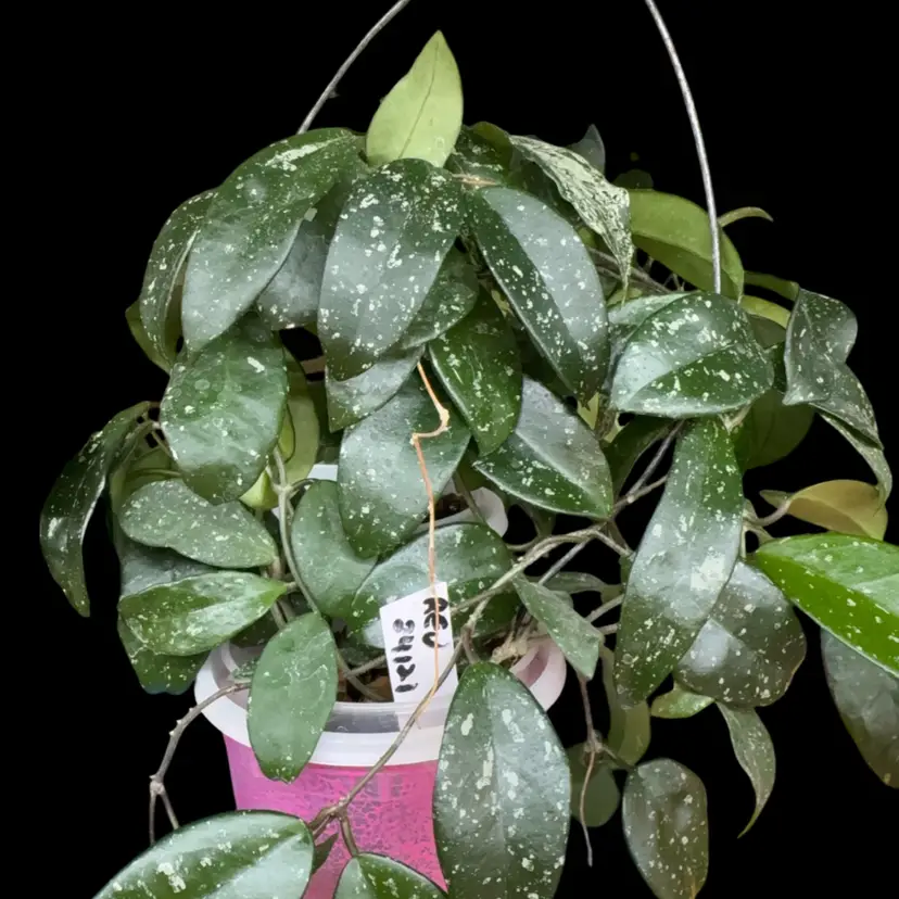 Hoya βBianca AmorΓ©β cutting