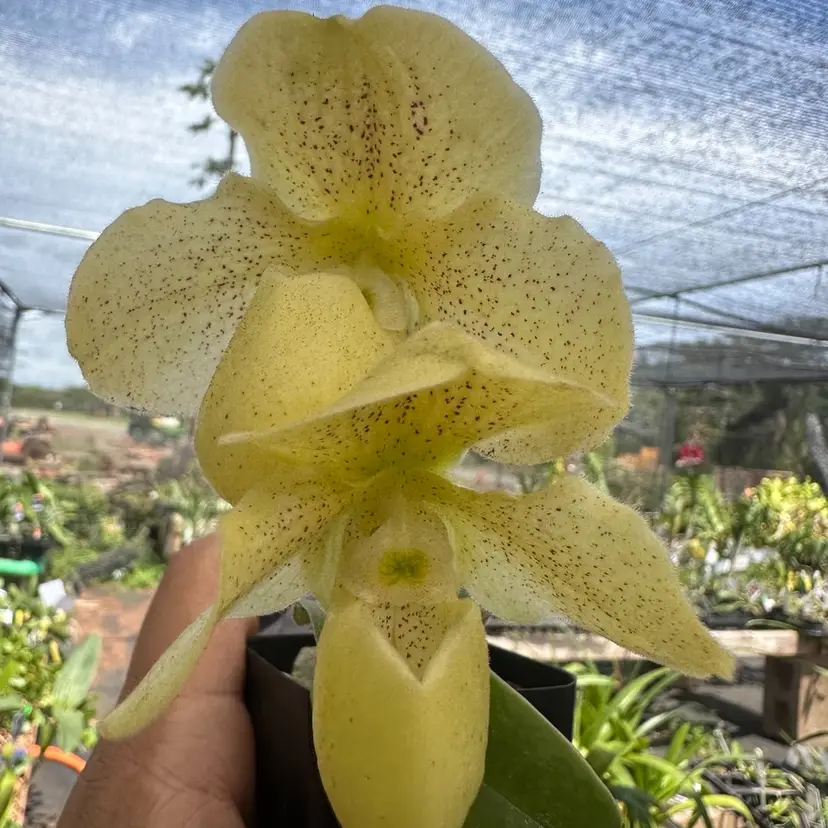 Paphiopedilum QF Alani