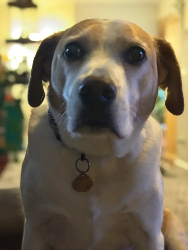 Custom Brass Pet Tag