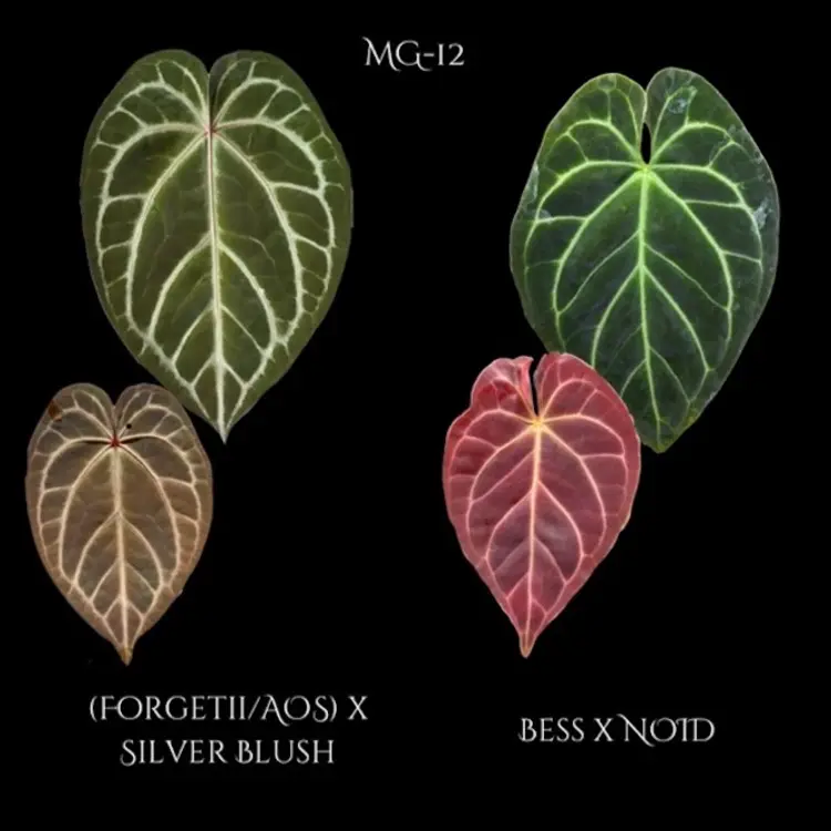 A12 1 seedling Anthurium MG-12
